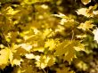 yellow maple leaves