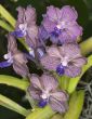 purple orchids