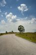Road and Tree