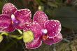 pink splotch orchids