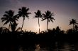 silhouetted palms