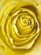 tight shot of a yellow rose centre