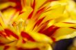 Red and Yellow Tulip Parts