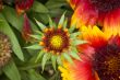 Spikey Red and Yellow Flowers