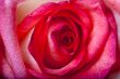 Pink Rose Up Close