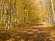 shadowy trail in ontario