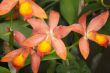 orange  orchids