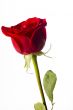 red rose standing upright