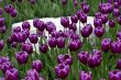 Purple Tulips and White Stone