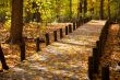 walkway and maple leaves