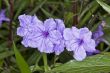 Silk Violet Flowers