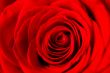 Red Rose Up Close