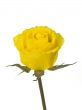 Yellow Rose on White