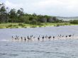 Flock of Pelicans