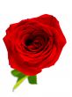 Single Red Rose