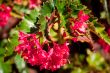 Vibrant Suspended Flowers
