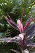 pink and green leaves