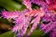 spider webbed flora