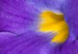 purple and yellow