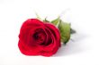 red rose lying on white