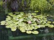 water lily