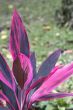 pink leaves