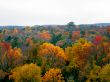 dense forest