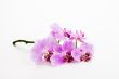 stem of orchids with shadows