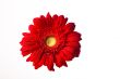 Red Gerbera Daisy