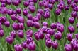 Purple Tulips caught in a breeze