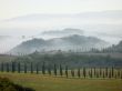 Tuscan Cypress Trees