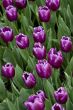 Purple Tulips in a  Garden