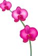 image of pink orchid