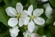 white apple blossoms