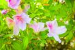 pink and white flowers