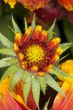 Spikey Red and Yellow Flower