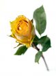 Single Stemmed  Yellow Rose with an Orange Caste