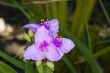 purple needle palm