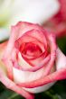 Vertical Pink Rose
