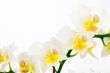 Row of white orchids on isolated background