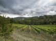 vineyard in tuscany