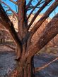 burt tree from fire in zion national park