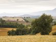 scenic landscape with trees in tuscany italy