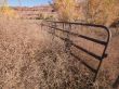 dry yellow grass