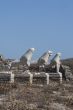 lions statues delos greece