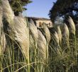 white pampas grass in tuscany