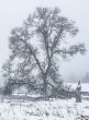 tree on snow