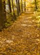 path through forest