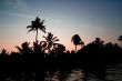 indian palm tree silhouette