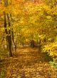 shady hiking trail